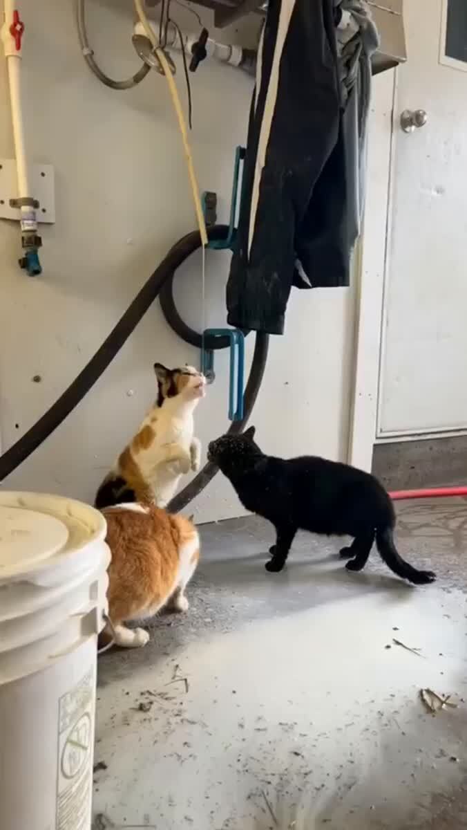 Три инженера устраняют аварию на молокозаводе😹♥️ шерстяные проказники