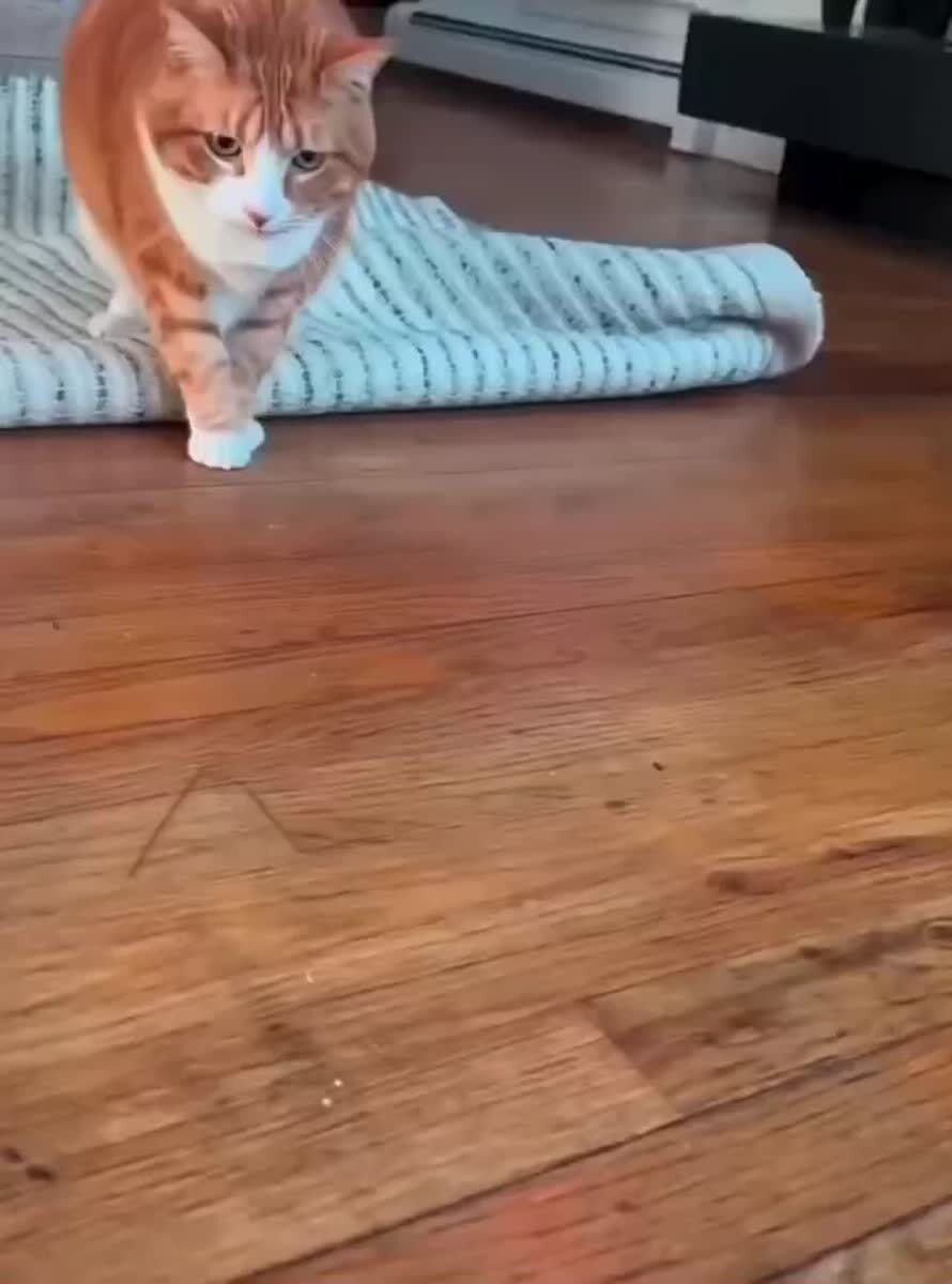 Сложные взаимоотношения кошек и кошачьих игрушек😄♥️ шерстяные проказники