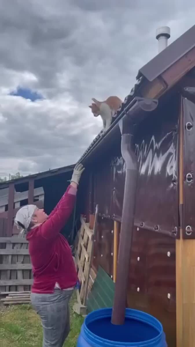Прыгай, говорит, я поймаю😅♥️ шерстяные проказники