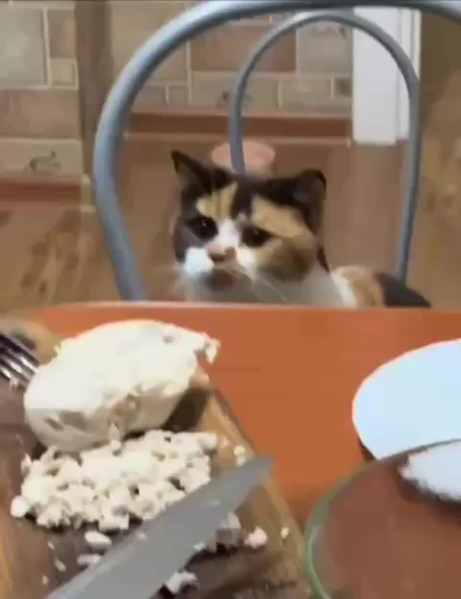 Ето мне курочьков?! Режьте быстрее😋♥️ шерстяные проказники