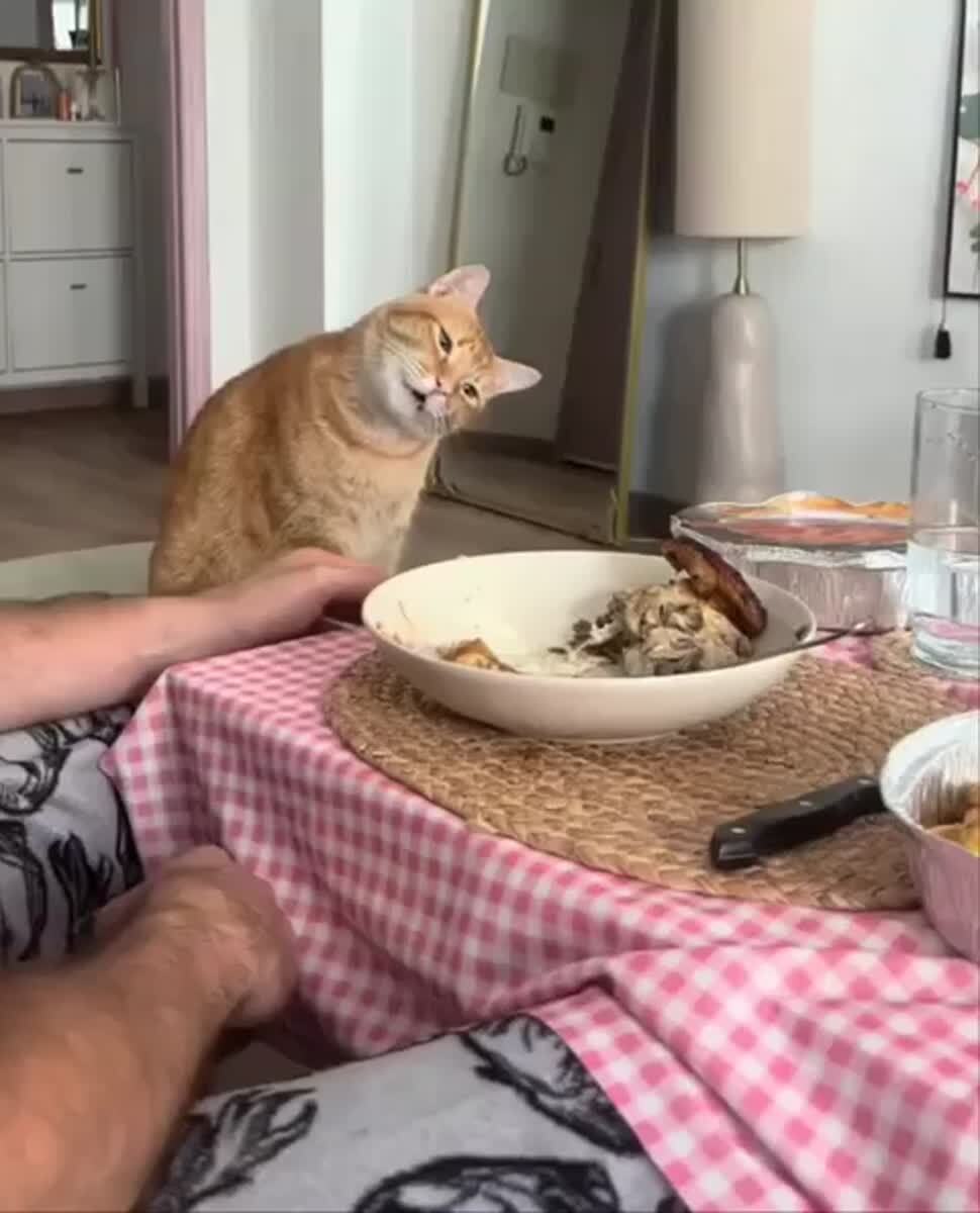 Принимаем пищу по блютуз😹♥️ шерстяные проказники