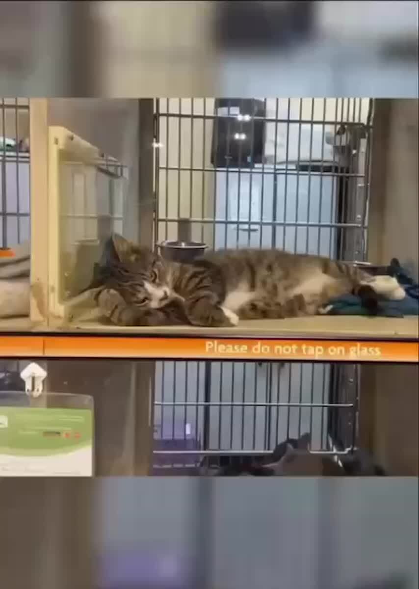 Этот котик потерял уже всякую надежду на то, что его кто-то полюбит🥰♥️ шерстяные проказники