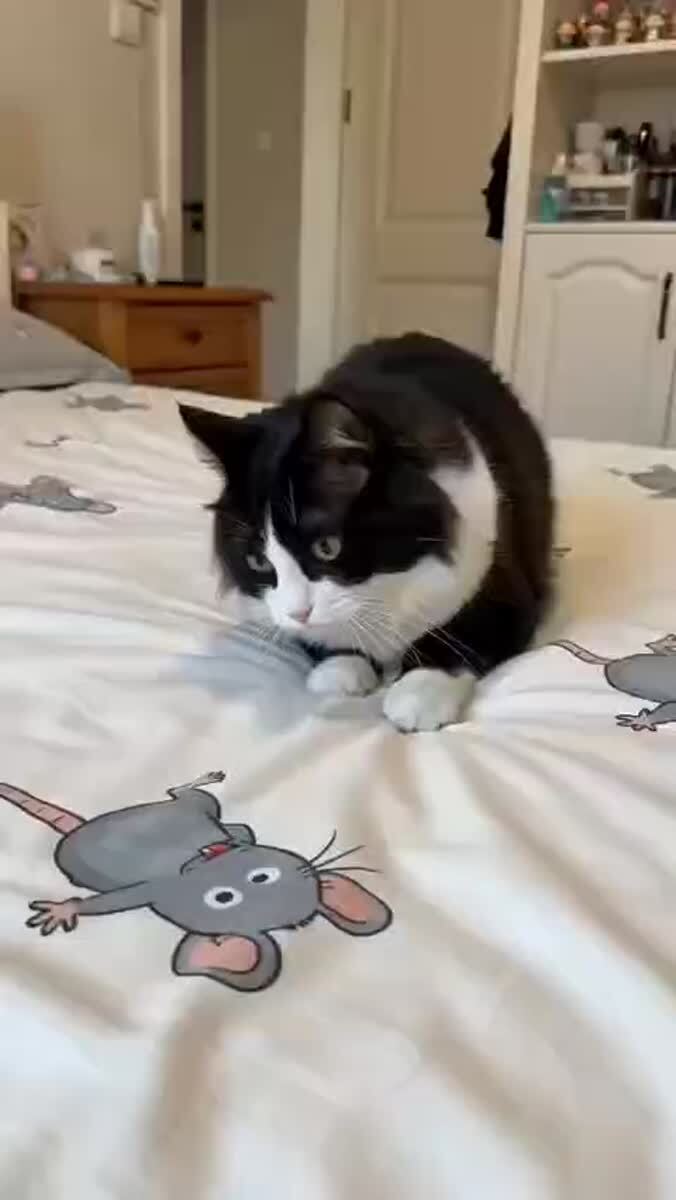 Мышам тут не рады😈♥️ шерстяные проказники