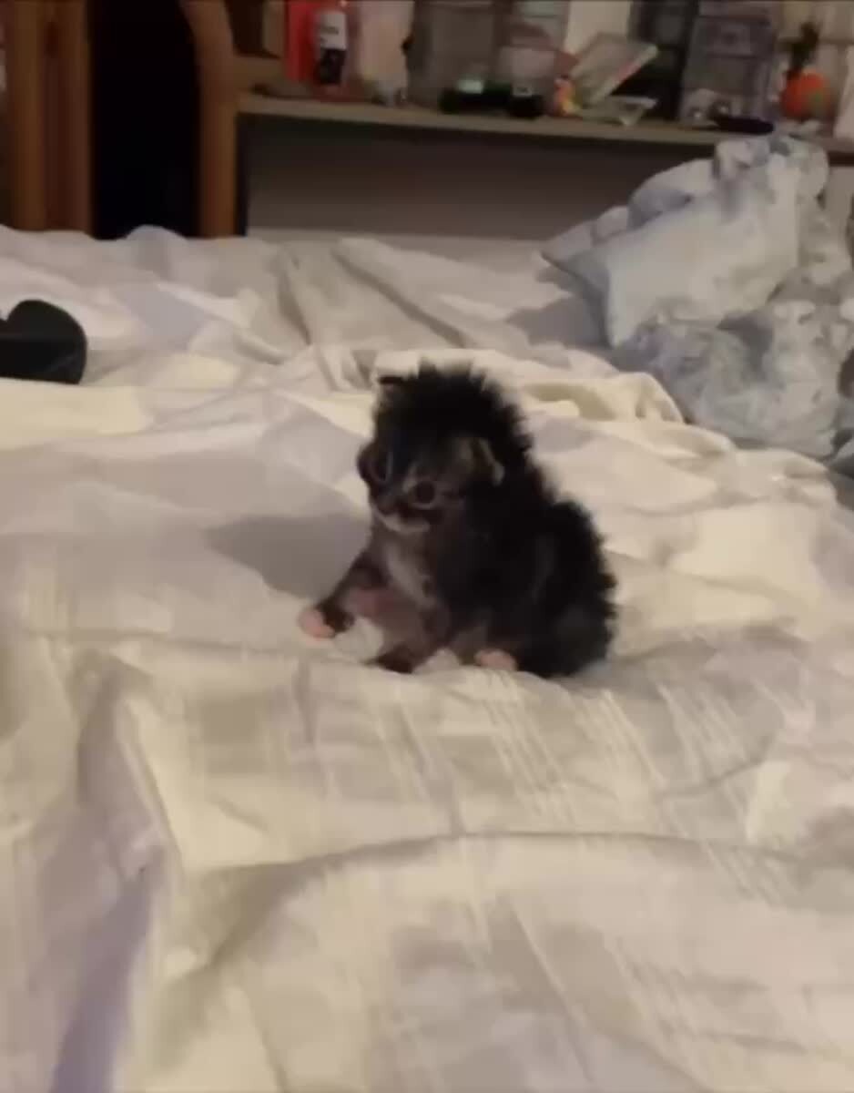 Ето я проснулся и не понимаю, кто я😴♥️ шерстяные проказники
