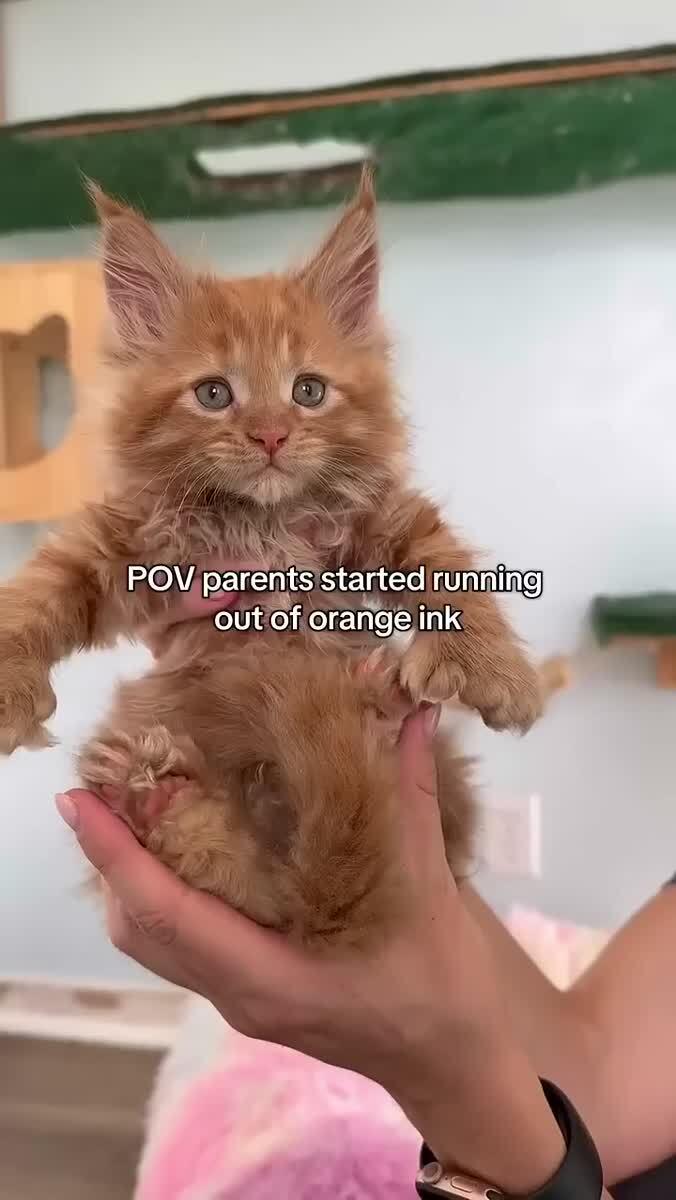Кошка родила 8 котят и хозяева заметили, что к последнему котёнку краска в кошачьем принтере полностью закончилась😹♥️ шерстяные проказники