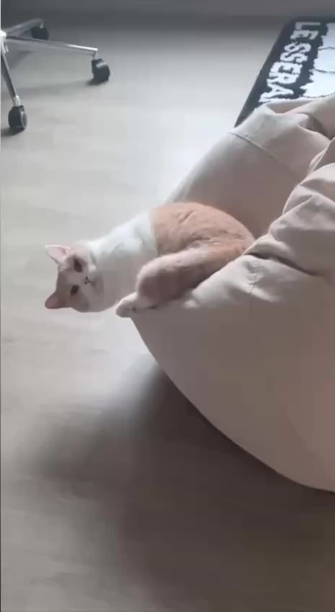 Ну это же ты, по утрам🤭♥️ шерстяные проказники