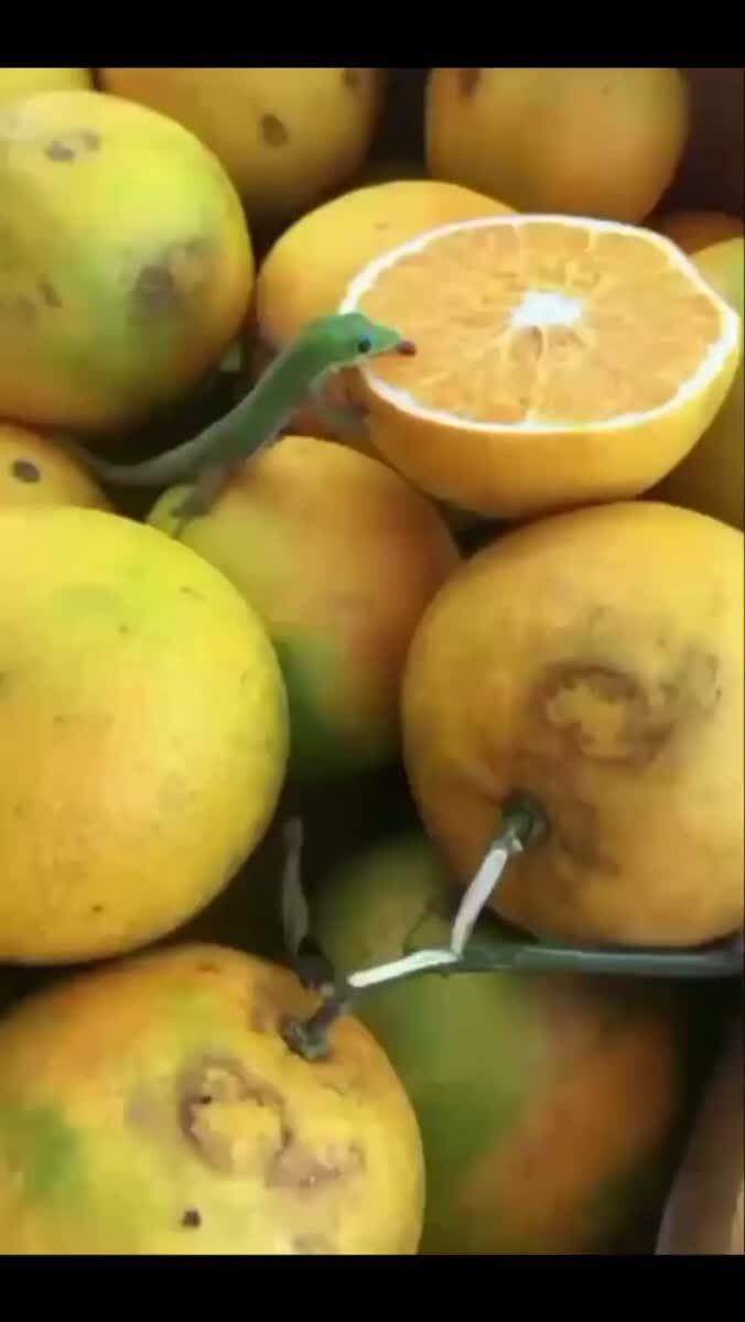 Ням