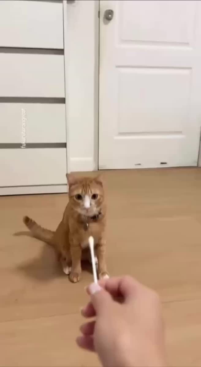 Как при помощи обычной ватной палочки изгнать бесов из вашего кота😈♥️ шерстяные проказники