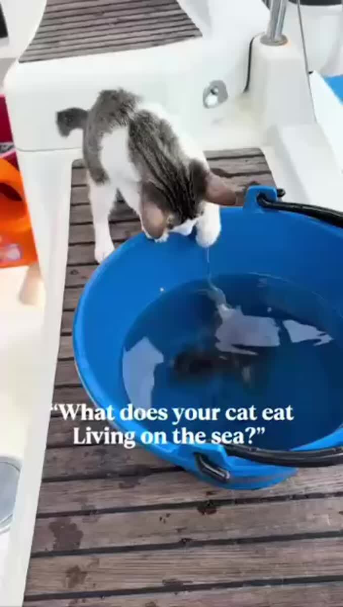 Котя просто живёт свою лучшую жизнь😺♥️ шерстяные проказники