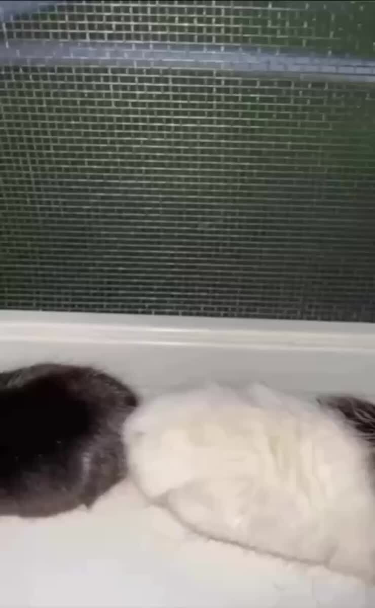 От любви до ненависти один шаг😹♥️ шерстяные проказники