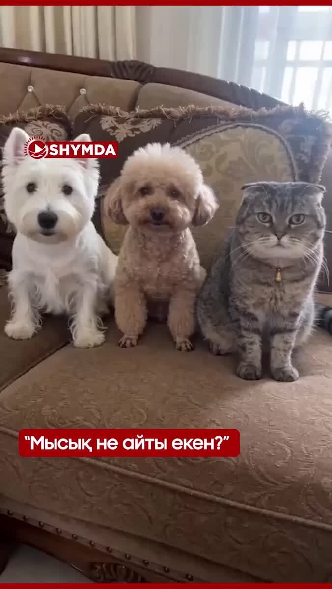 Оскар в студию