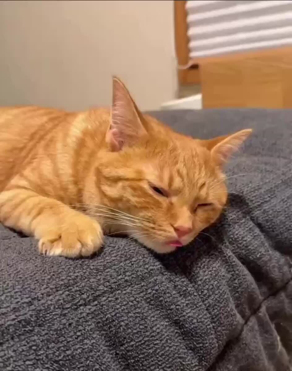 Опять эти ваши утры😴♥️ шерстяные проказники