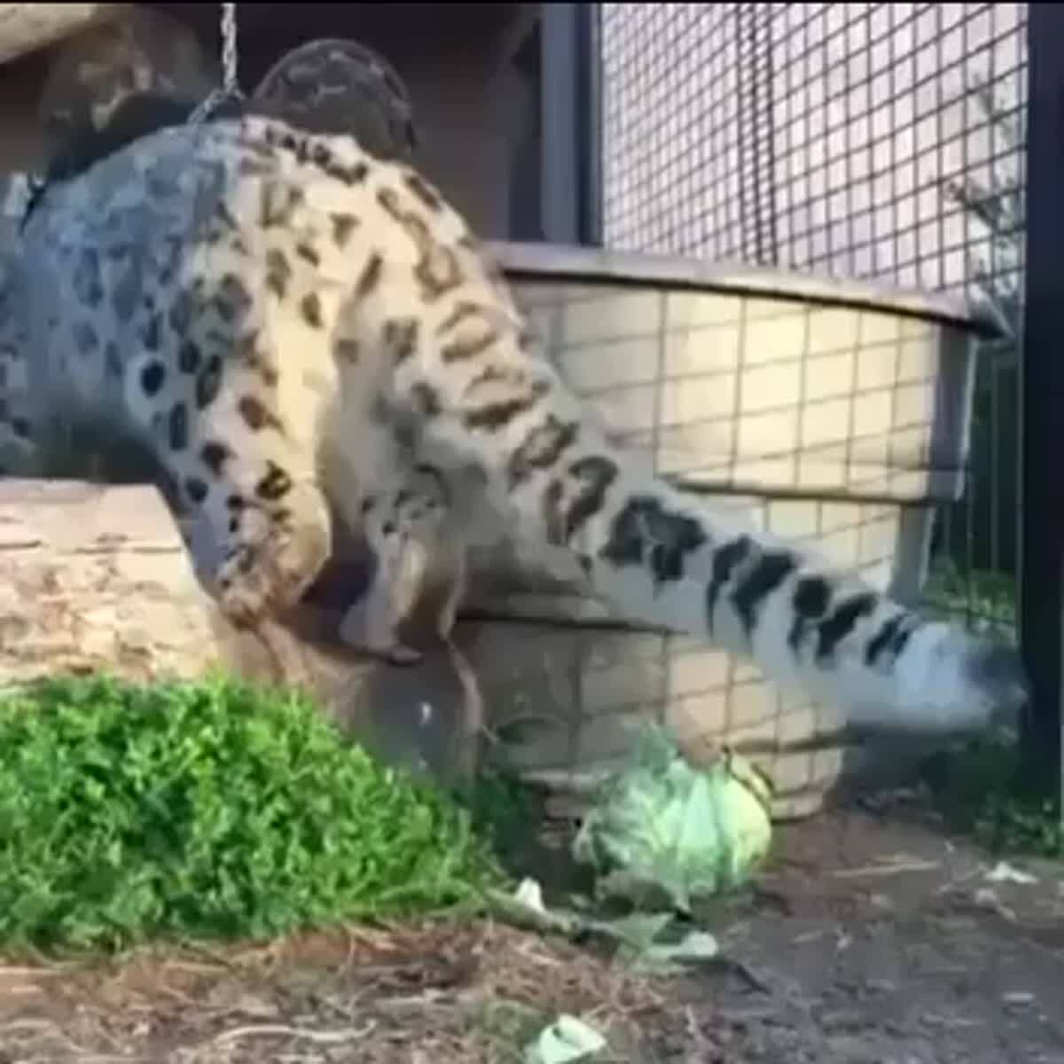 Снежный барс и капуста