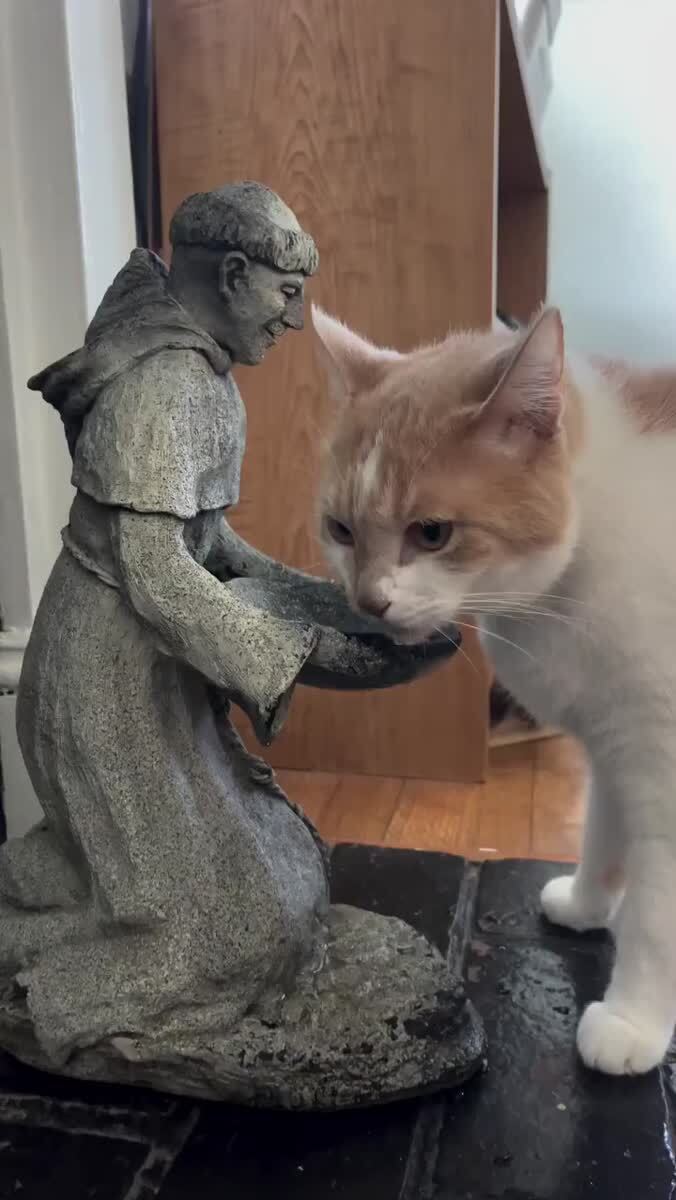 Лучшая кошачья миска официально найдена😺♥️ шерстяные проказники