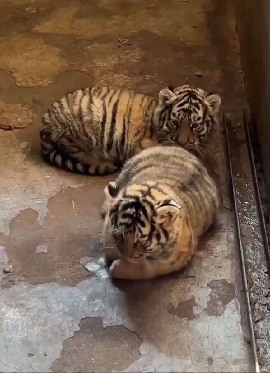 Сладенькие бисквитные рулетики🐯♥️ шерстяные проказники