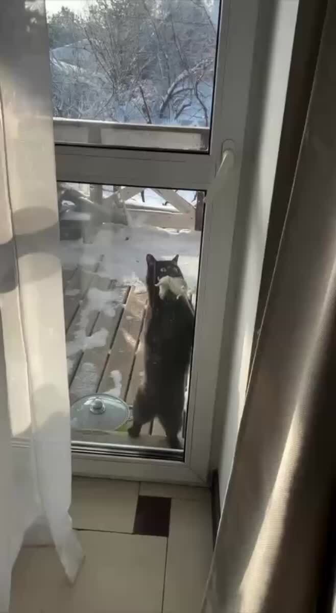 Сын: *приводит свою девушку знакомиться с мамой*Мама:♥️ шерстяные проказники