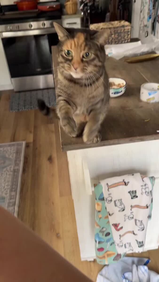 Когда очень хочется сделать кусь😼♥️ шерстяные проказники