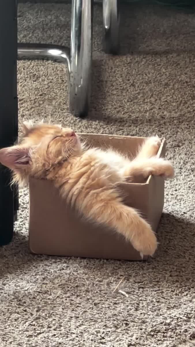 Спать, режим!😴♥️ шерстяные проказники