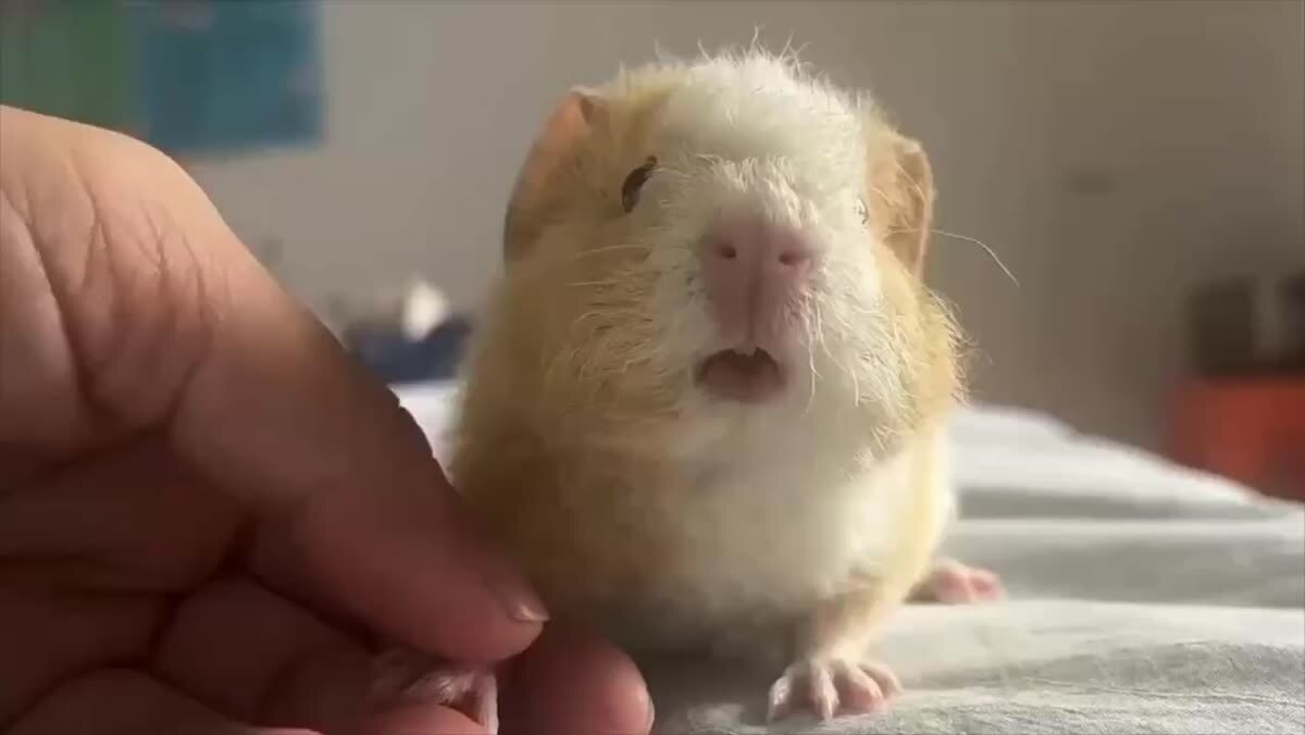 Важное сообщение от морской свинки 🥰