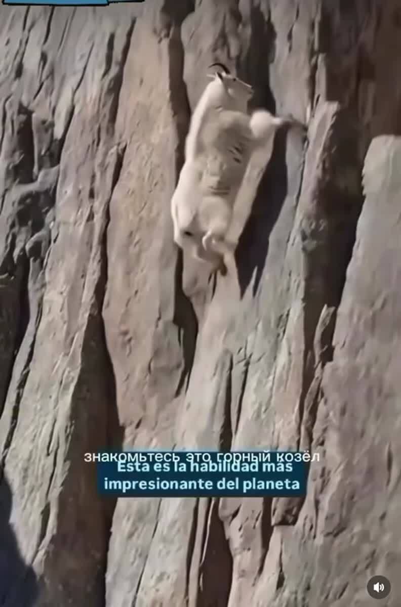 Горный козел