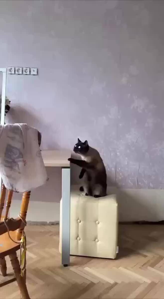 Страшно, очень страшно, мы не знаем, что это такое😲♥️ шерстяные проказники