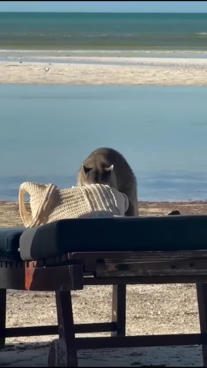 Воришки