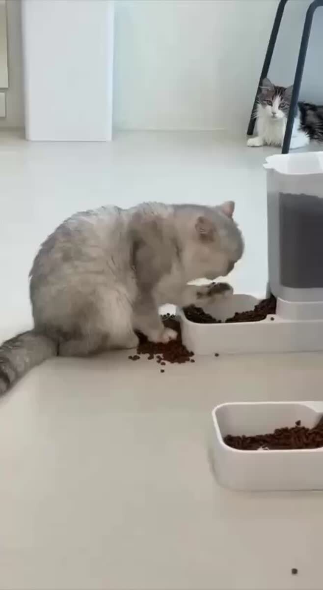 Да дайте уже ему ложку! Видите же - мучается человек😹♥️ шерстяные проказники