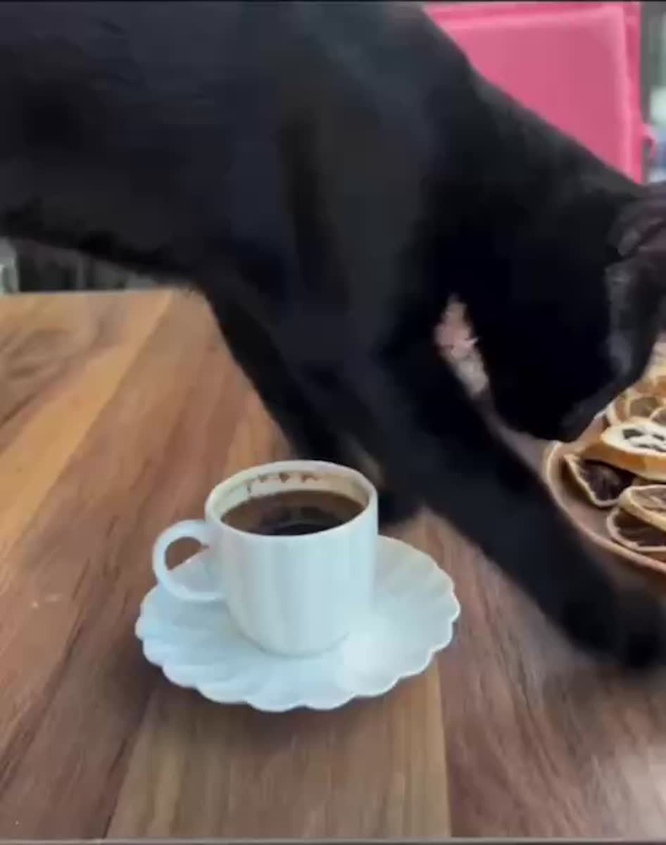 Утро начинается с кофя☕️♥️ шерстяные проказники