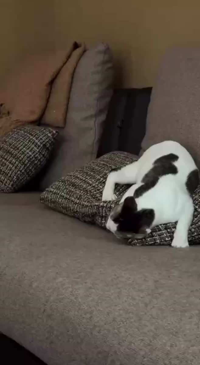 Команда «Хватит грызть всё» отклонена😅♥️ шерстяные проказники
