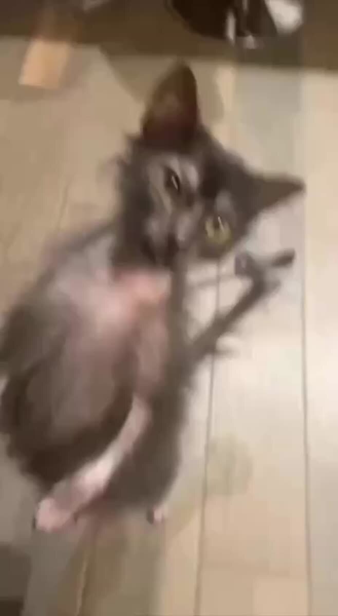 Нет, это не оборотни, это котики породы Ликой🐺♥️ шерстяные проказники