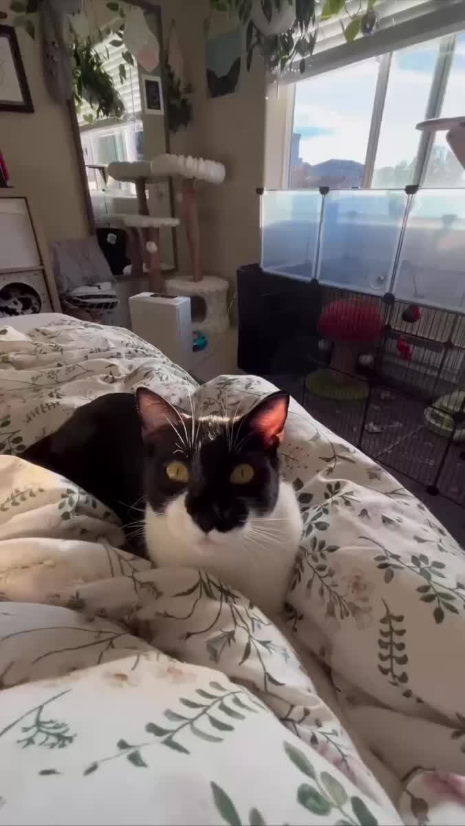 Вас скушали🙀♥️ шерстяные проказники