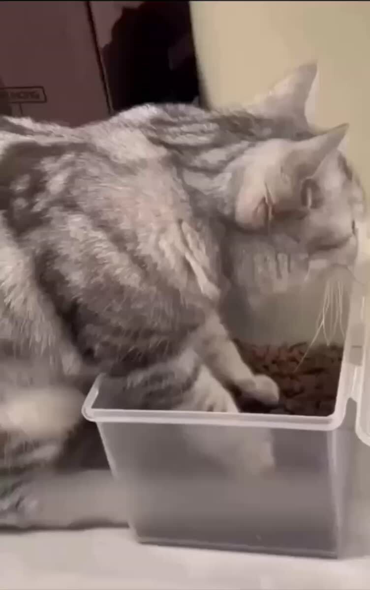 — Это у вас кот или енот?— Да♥️ шерстяные проказники