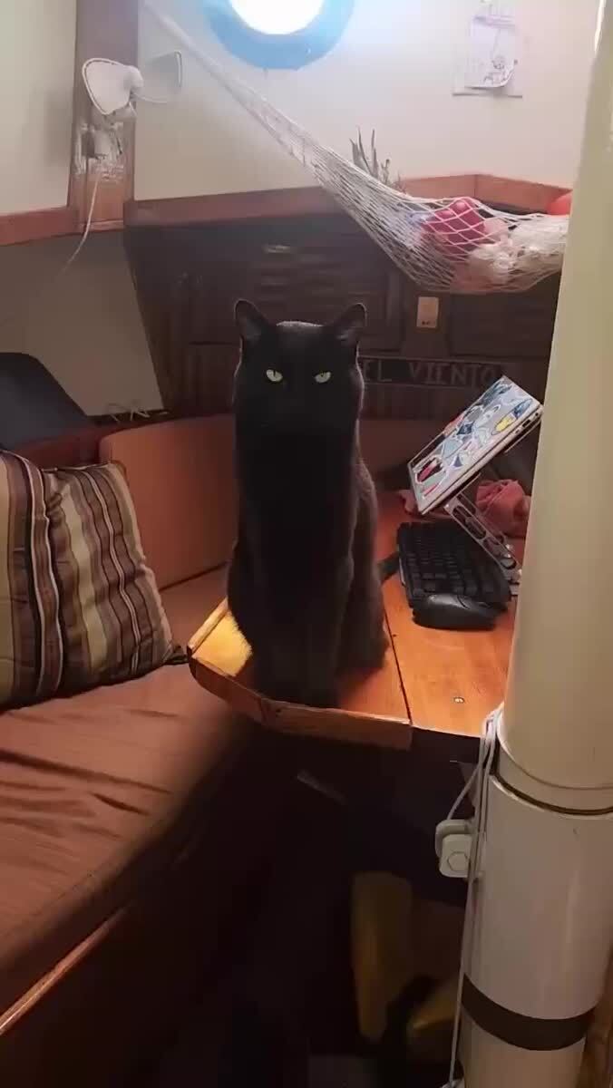 Морской котик