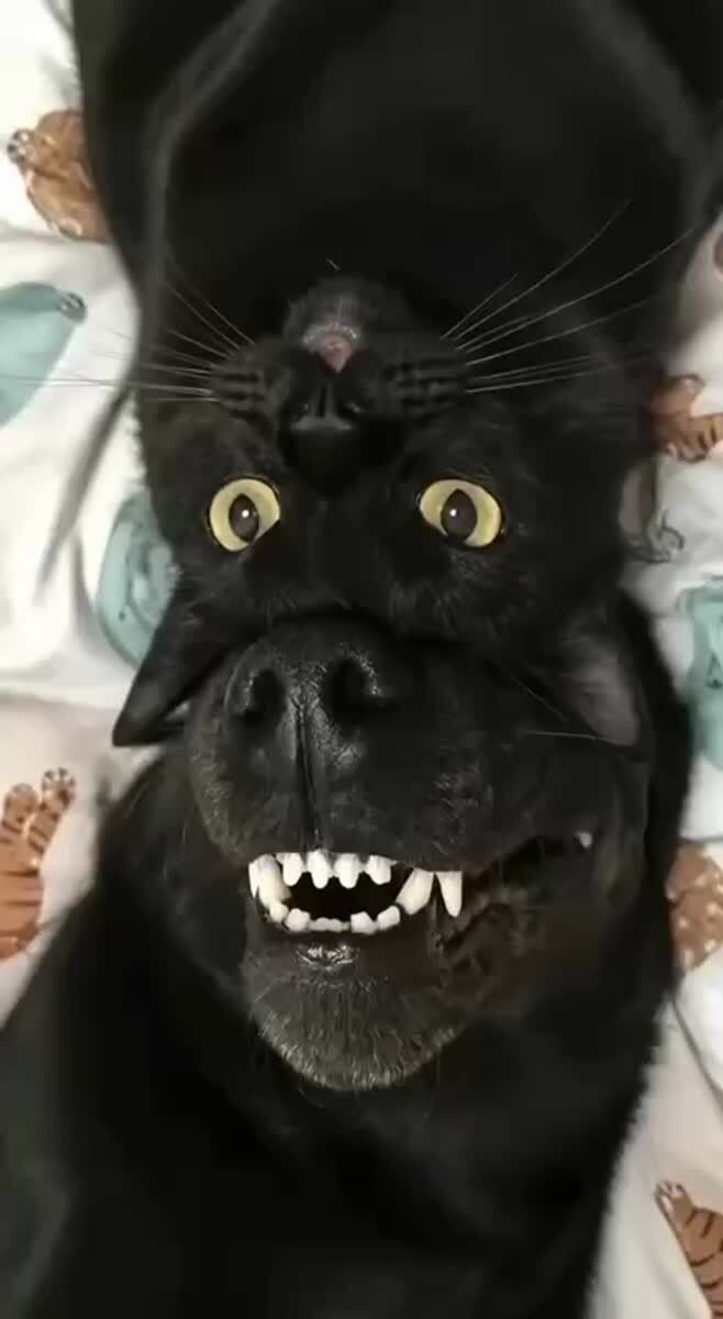 Котопёс