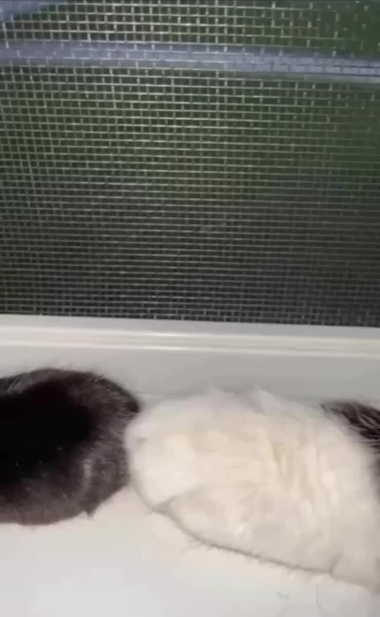 От любви о ненависти один шаг💔♥️ шерстяные проказники