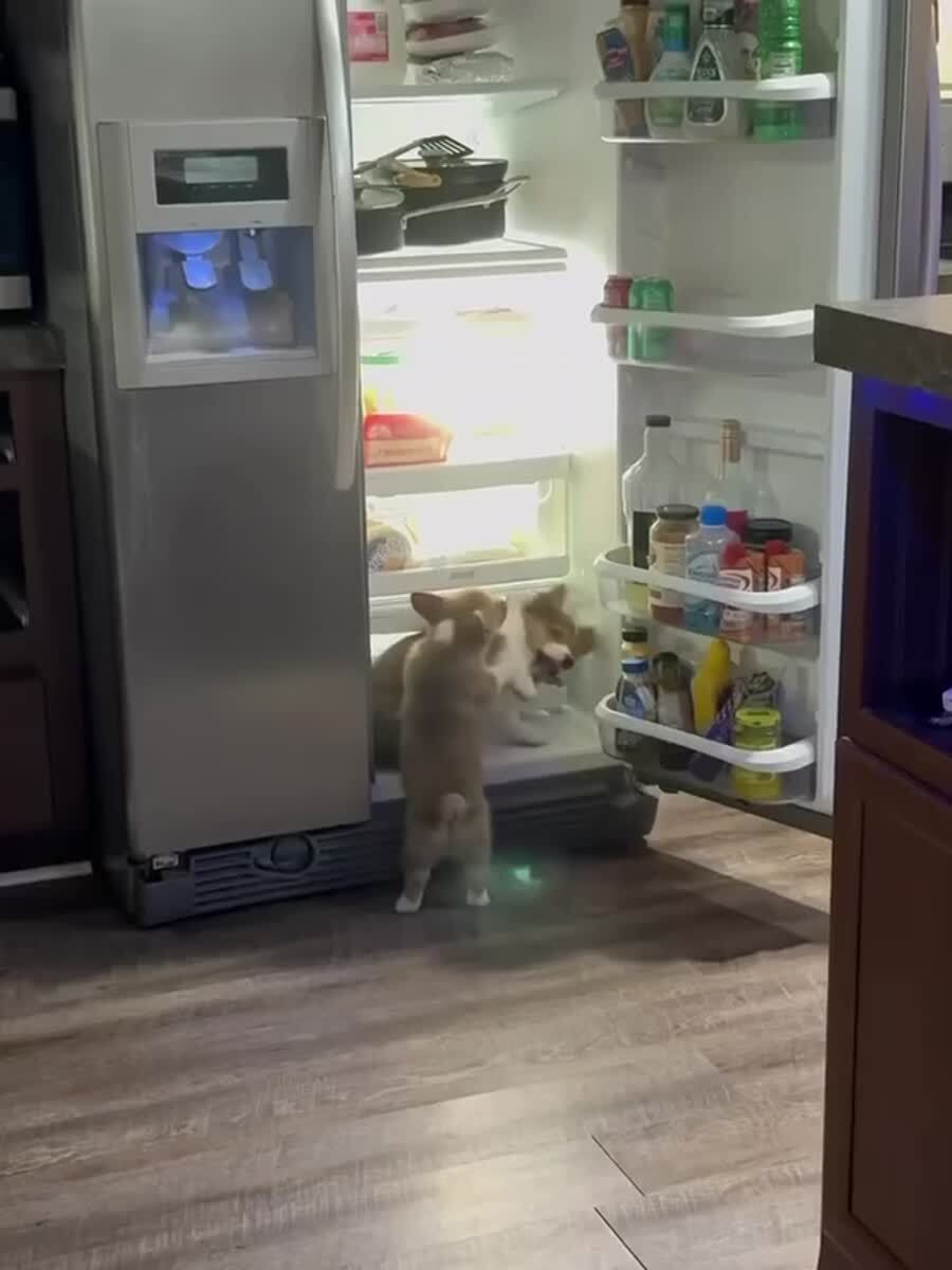 Ночной дожор