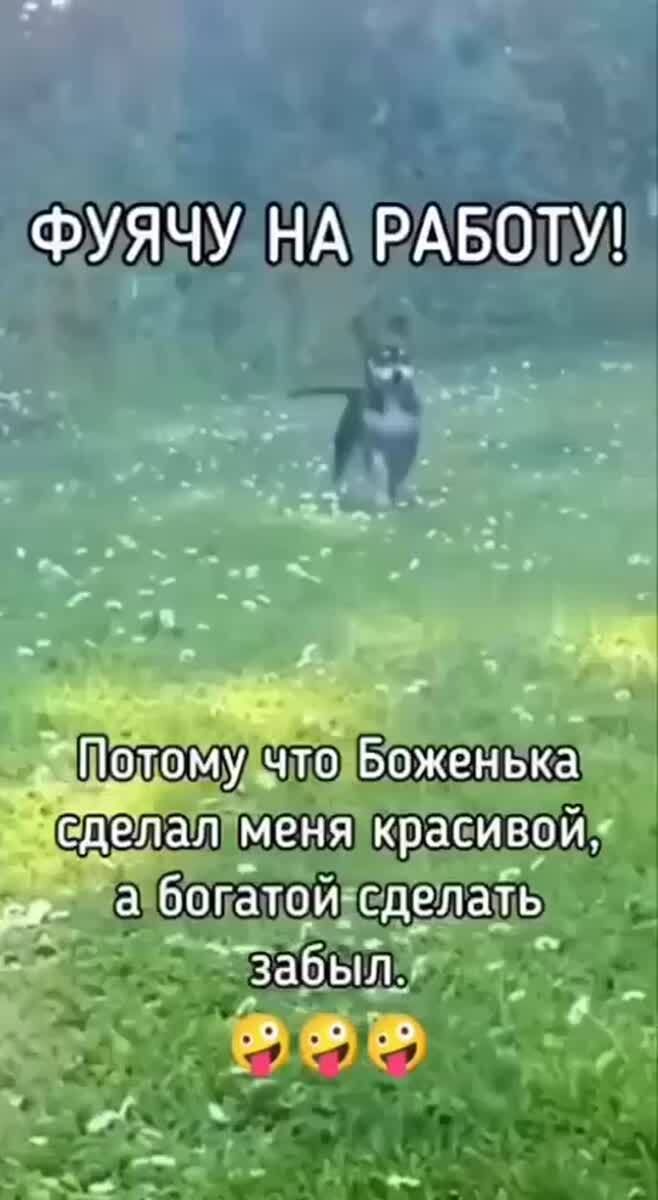 Собачки #16033