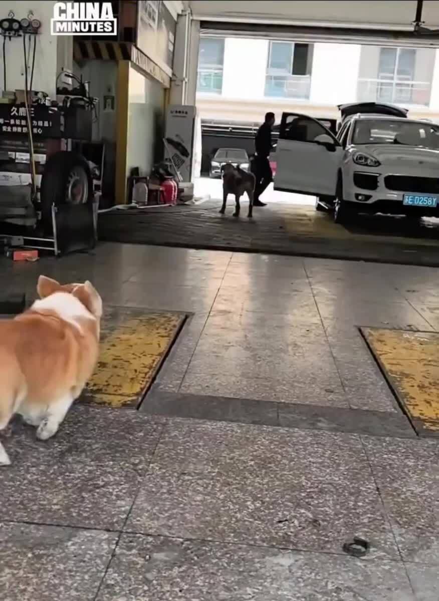 Корги из Китая каждый день зовёт ретривера поорать друг на друга через стекло — собакены прославились благодаря своему необычному ритуалу.