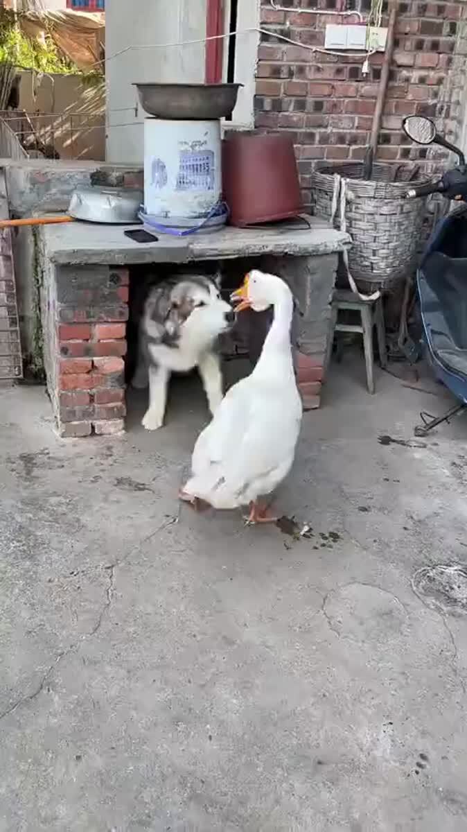 Гусь — за жопку кусь