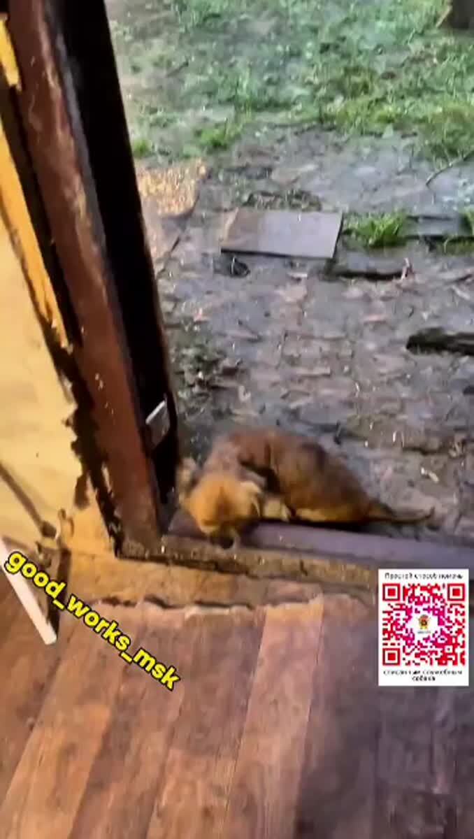 Без вашего участия Приют также беспомощен как Боцман на видео🙏Помогите нам накормить пушистых бедолаг!Поделитесь субботним обедом🙏И если не сложно - помогите  собрать на памятник руководителю Приюта! У него сегодня был бы день рождения🙏Поддержите светлую