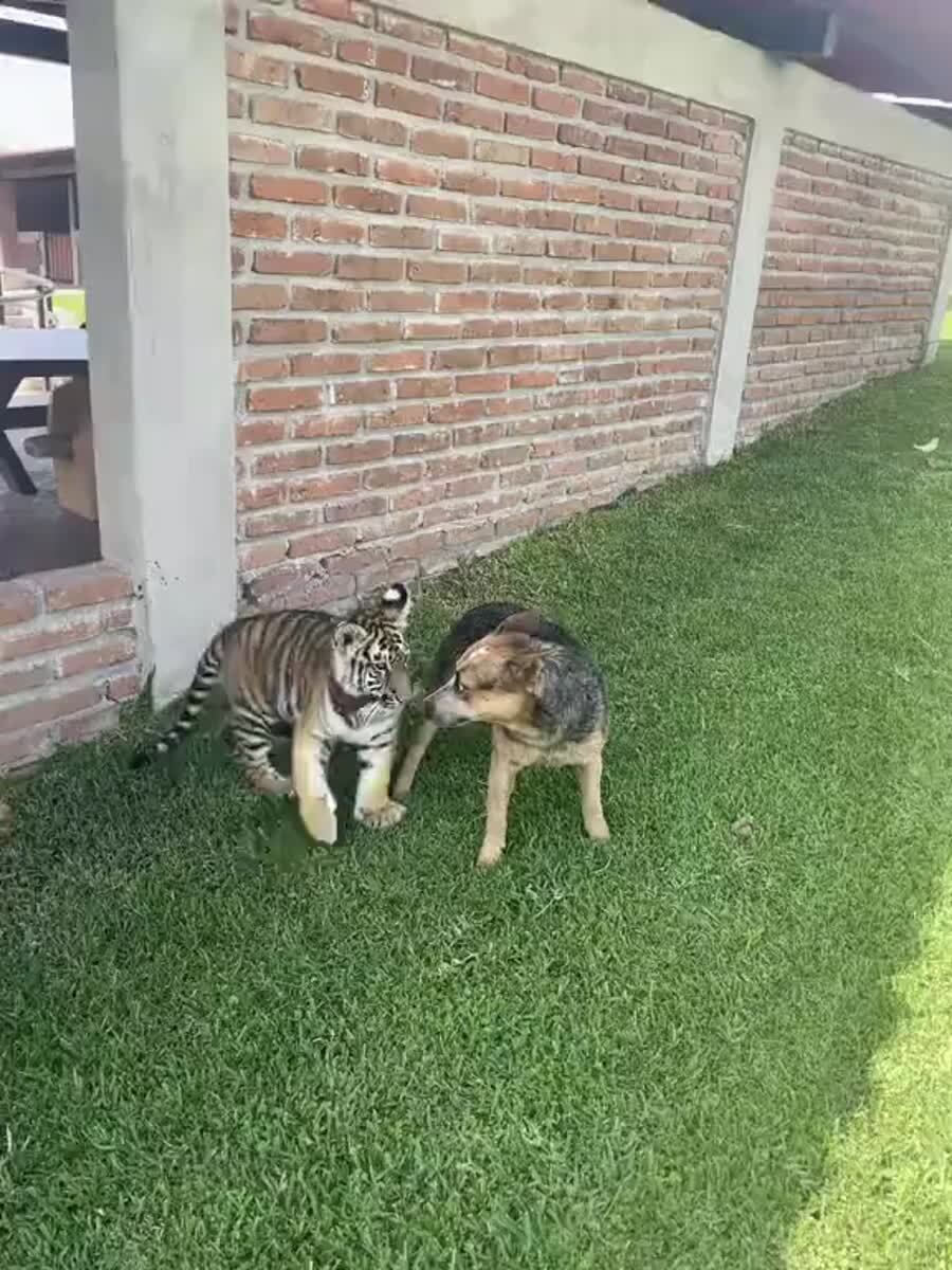 А ты кто?