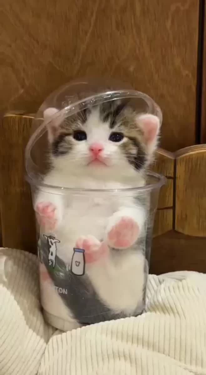 Ваш котучино готов☕️♥️ шерстяные проказники