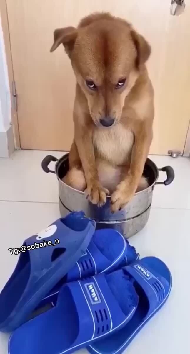 Он точно не мог погрызть тапки