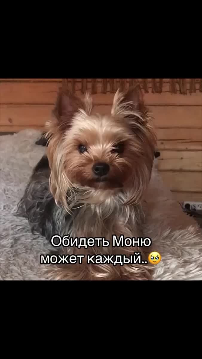 Не злите Моню