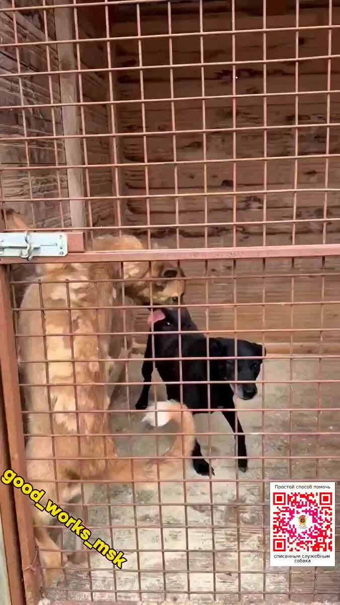 Помогите Бэйлис!У нее вместо лапки кисель!Переехали и оставили на дороге!Но она все время пытается опереться на нее!Из-за чего травмируется заново, и цепляет инфекции!Приют "Гвардия" очень просит помочь им с лечением Бэйлис!Нужно спешить🙏 Поэтому обращаем