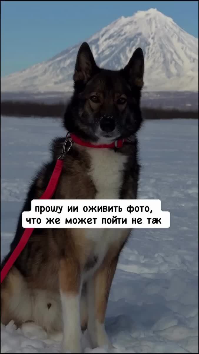 Попросил ИИ оживить фото своей собаки — вот что из этого вышло