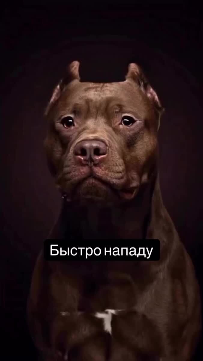 Собачки #16106