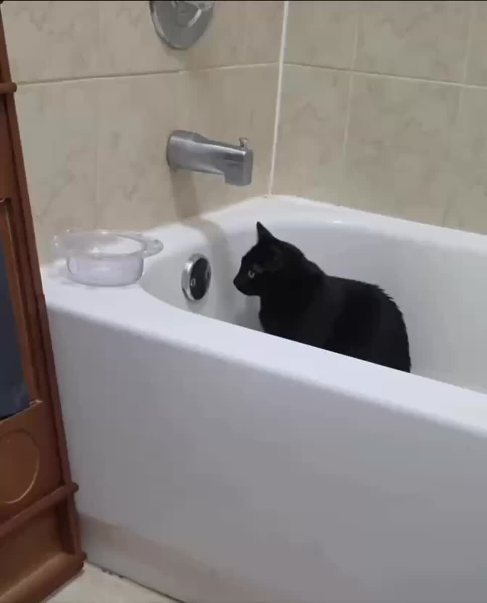 Боже, кто етот кросавчик в отражении?😸♥️ шерстяные проказники