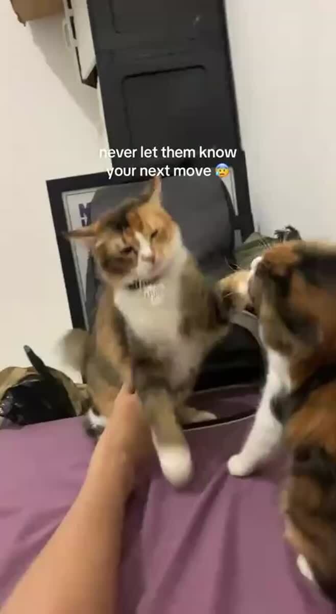 Бей своих, чтобы чужие боялись😼♥️ шерстяные проказники