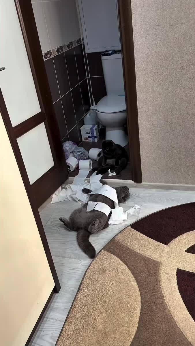 Задержана преступная группировка😎♥️ шерстяные проказники